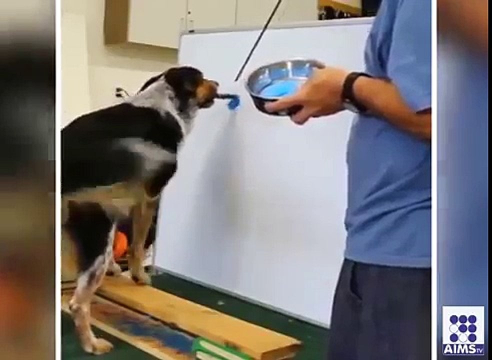 Amazing Dog in world