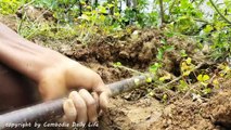 Two Brothers Catch Many Snakes Using Deep Hole Snake Trap - How To Catch Snake Using Mouse