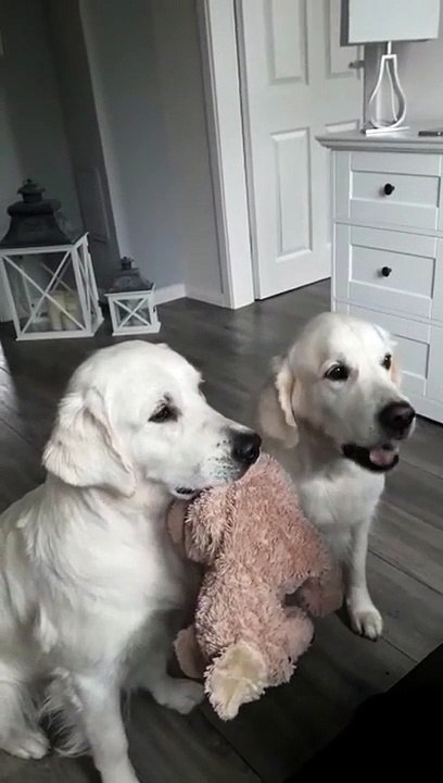 Ces deux chiens s'entreaident pour pouvoir manger