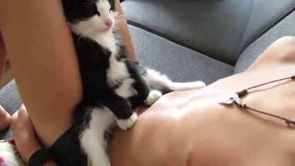 Ce chat a bien trouvé son siège