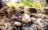 Documentary Ant Documentary Ant National Geographic 2017 Hormigas Asesinas | Documental Ve