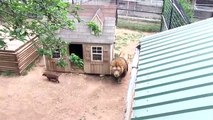 Tri psa su ušla u lavlji kavez – ono što je uslijedilo je ostavilo sve u nevjerici!