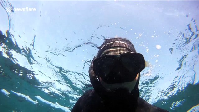 Terrifying encounter with a great white shark