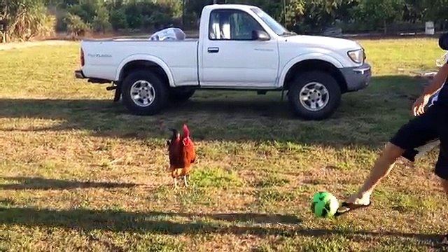 Try Not To Laugh Or Grin At These Funny Animal Clips, Bloopers & Outtakes | Funny Pet Vide