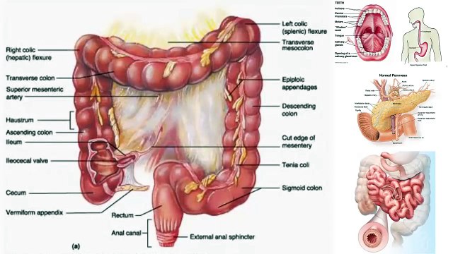Human Body Systems and Functions