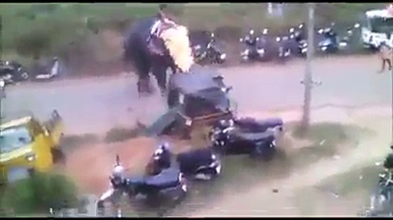 ELEPHANT ON RAMPAGE