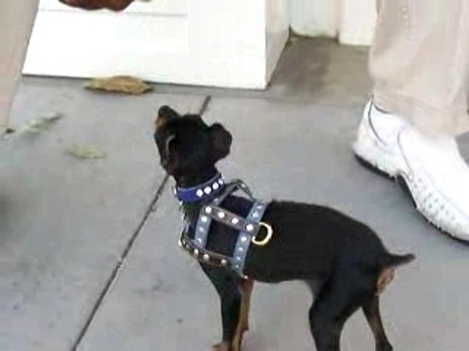 Tazdog