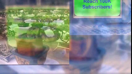 Many Beautiful Bonsai Trees In Exhibition