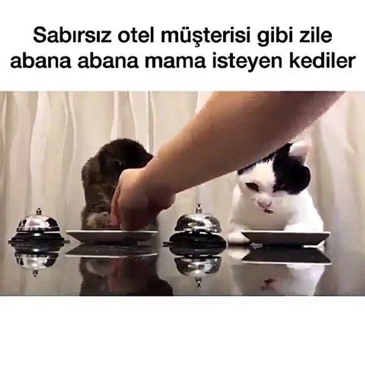 Zile Basıp Mama İsteyen Kediler