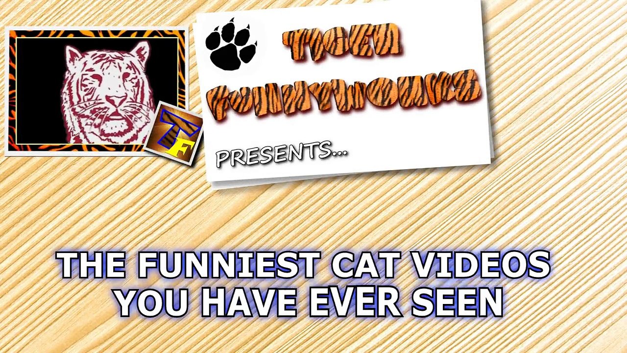 LAUGH OUT LOUD with the FUNNIEST CATS - Funny CAT compilation