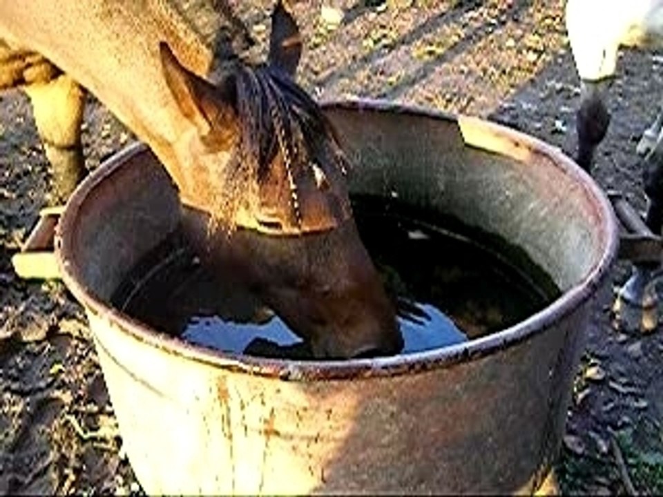 ferme équestre de seuzac 4