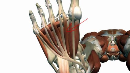 Muscles of the Foot Part 2 - 3D Anatomy Tutorial