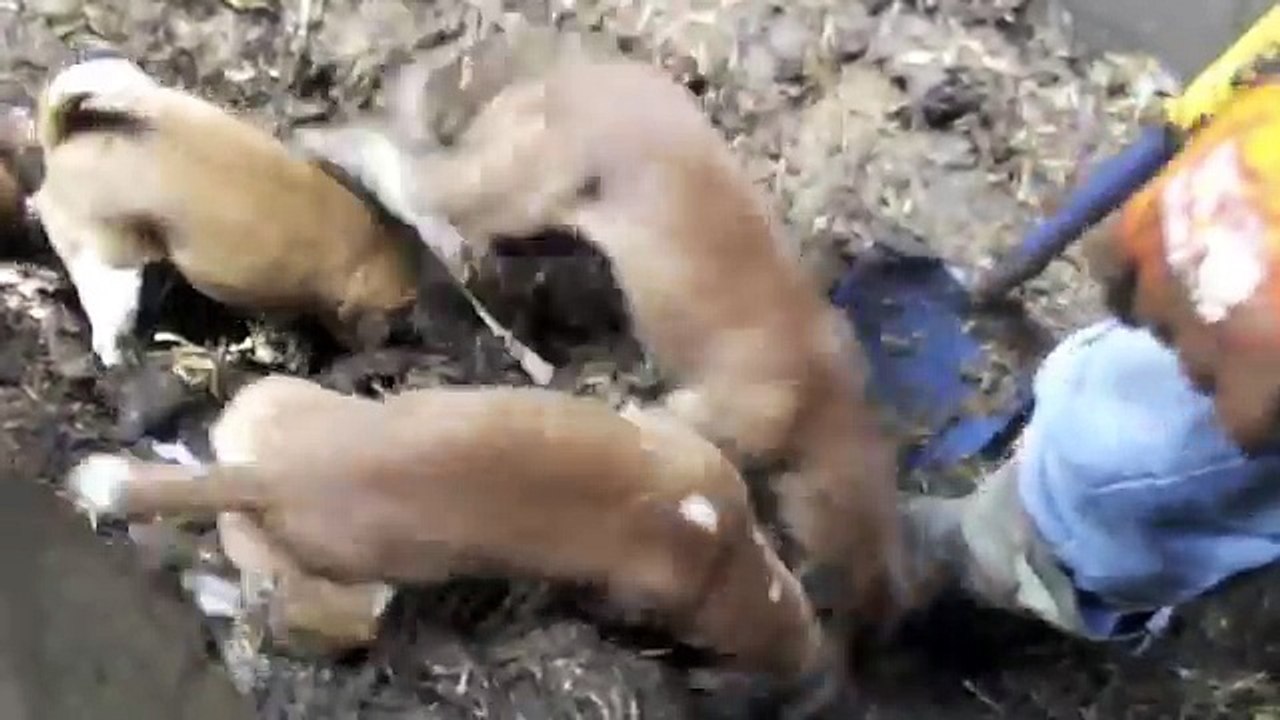 Severn Valley Ratters. Ratting with Plummer Terriers Part 1