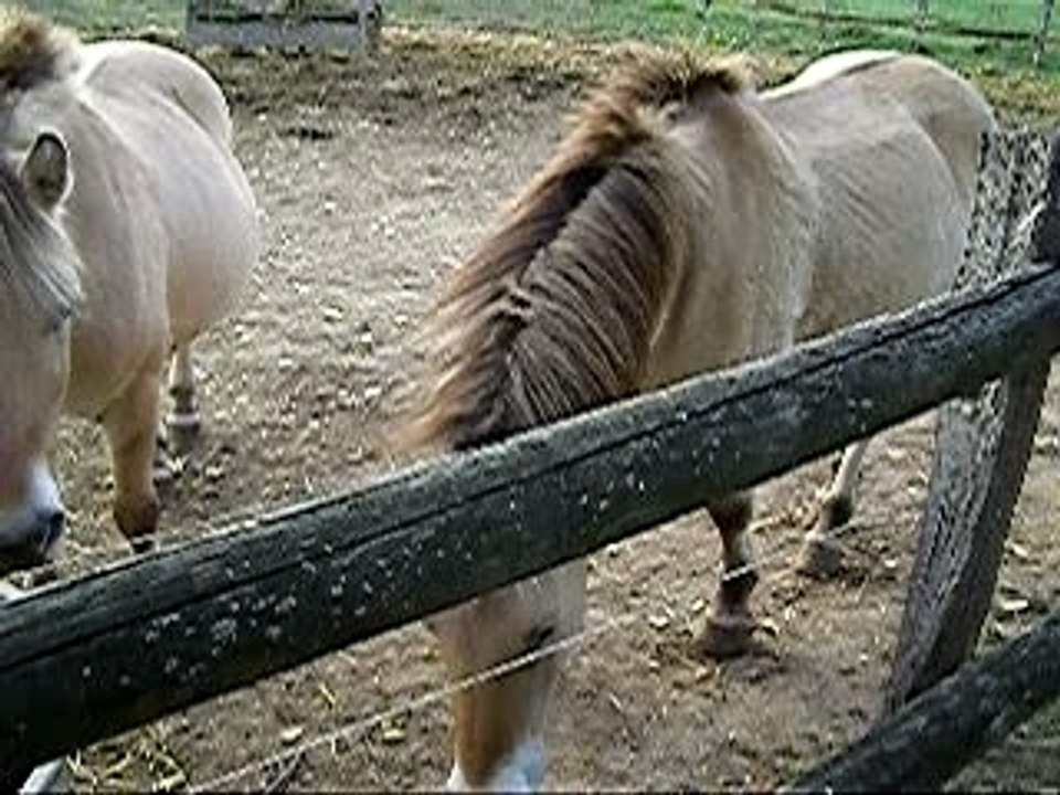 ferme équestre de seuzac 5