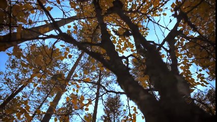 Love is a Many Splendored Thing