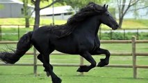 Highly acclaimed Friesian Stallion, SPECTACULAR, JAW-DROPPING