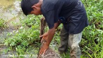 Amazing Children Catch Snakes Using Snake Trap - How To Catch Snake With Bamboo Trap