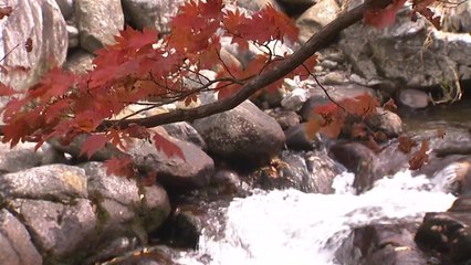 지리산 타는 단풍에 물들어 / YTN