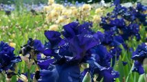 Iris  - Flowering Plants with showy Flowers.