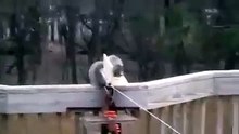 Squirrel Launcher