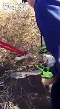 Flagstaff Arizona firefighters help baby deer get out of barbed wire fence