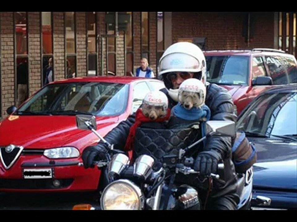Very funny dogs 2