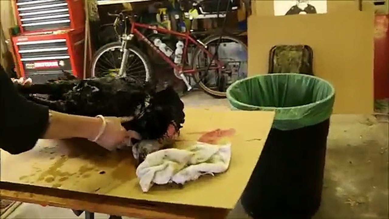 Field dressing a wild turkey