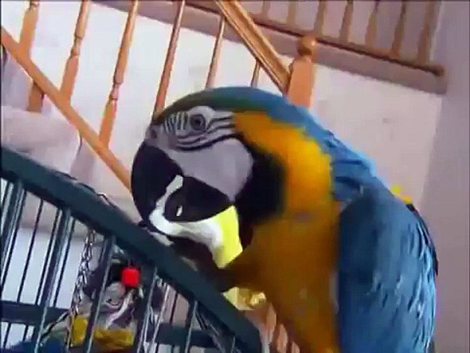 How Clean is Your House Beauty Queen Clean