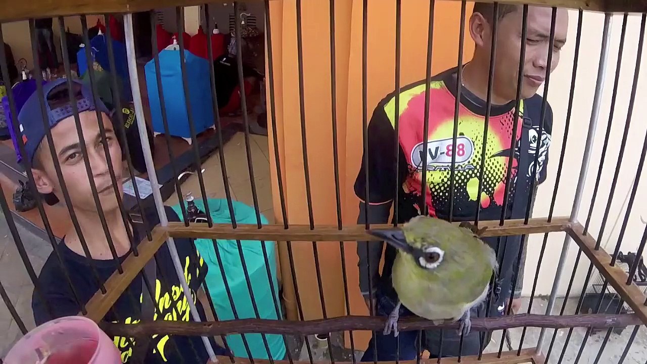 BRANDY WATCH : Pertama Kali Di Dunia Burung Pleci Koslet NV88 Gacor Dalam Sangkar