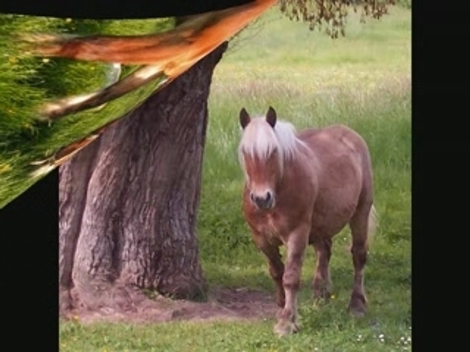 Les chevaux, le plus bels animal du monde
