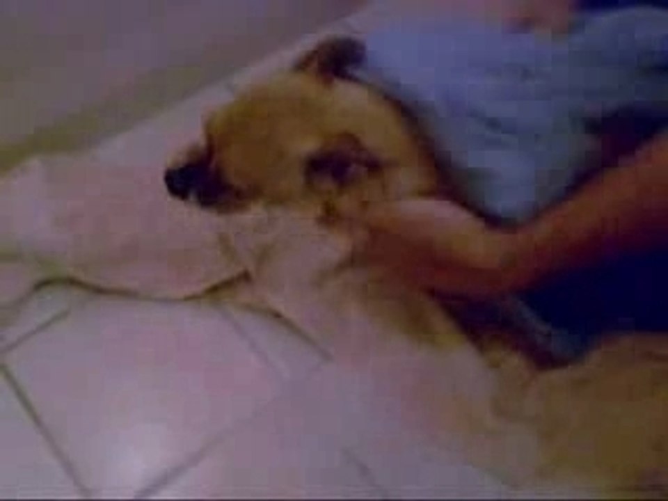 Chihuahua-hargneux