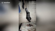 Otter spins round while hanging by his teeth