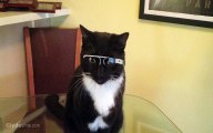 Cat wearing Glasses