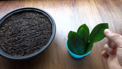 How To Propagate ZZ Plant (Zamioculcas Zamiifolia) From Cutting