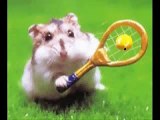 Cute hamster dance