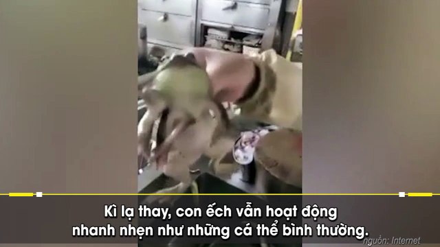Cận cảnh con ếch “thành tinh” có 7 chân khiến người xem sửng sốt