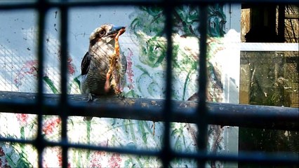 طائر يقتل فراخه على الطريقة الداعشية