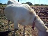 Nanny Goat Winnie Giving Birth to New new Kid Obie