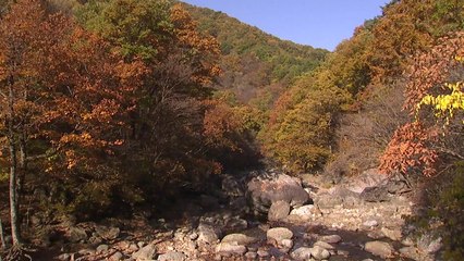 지리산 타는 단풍에 물들어 / YTN