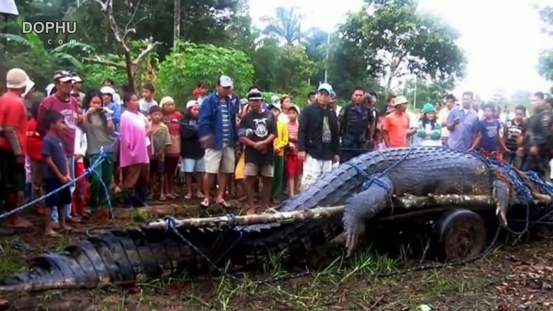 ⁣สารคดีสัตว์โลก:สัตว์โลกสัตว์ยักษ์World Animal Documentary: Animal Planet, Giant Animal