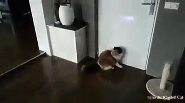 Funny cat vs laser light
