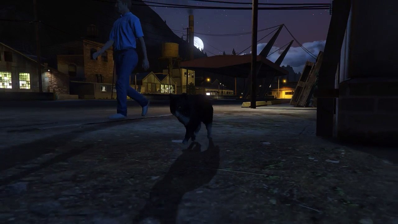 In The Life Of A Cat