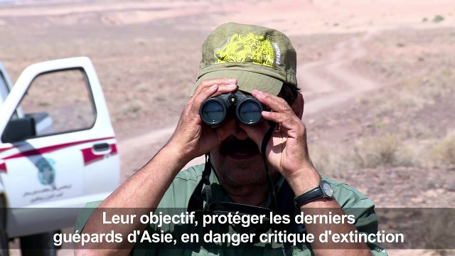 L'Iran se mobilise pour sauver les derniers guépards d'Asie