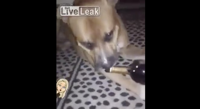Elle fait boire à son chien du Cognac Hennessy et le rend ivre !