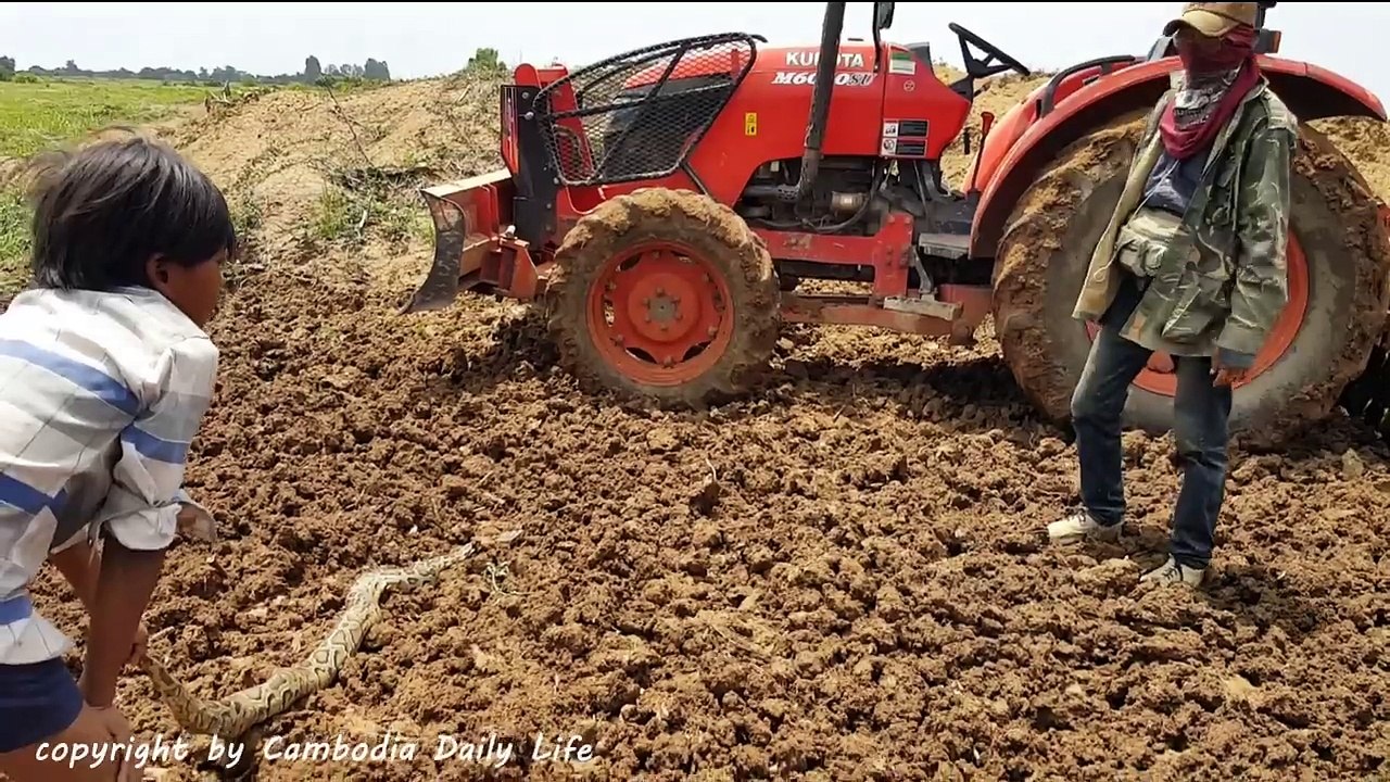 Shocking!! Two Brothers Catch Biggest Snakes Near Tractor While ​Raking The Fields