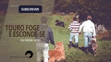 TOURO FOGE E ESCONDE-SE