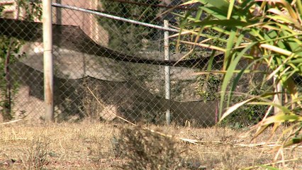 تعبئة في ايران لإنقاذ آخر الفهود الآسيوية