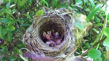 (HD) Bird hatching and brooding - 붉은머리오목눈이의 육추
