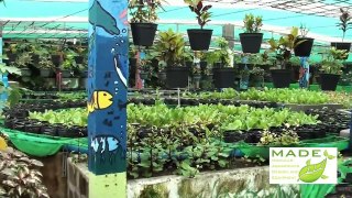 MADE Growing Systems Aquaponics Philippines, September new Update