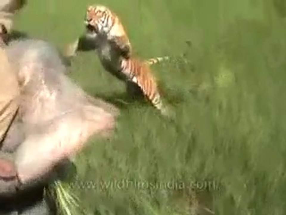 Tiger Attack Most Dangerous Don't watch
